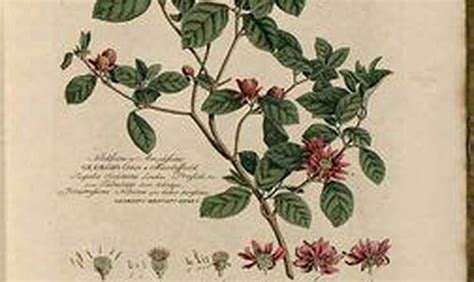 Alexander Garden Otranto: Discovering Hidden Treasures in Puglia's Heart