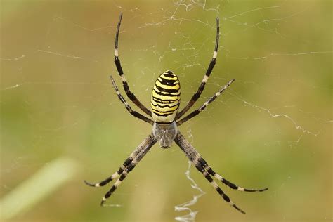 Discover if Orb Weavers Are Venomous: Myths Unveiled