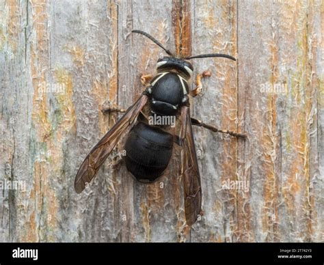 Bald Faced Hornet