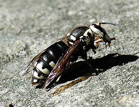 Baldfaced Hornet Mystery Unveiled: Surprising Facts!