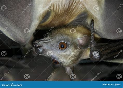 Mysteries Behind the Iconic Bat Face Revealed