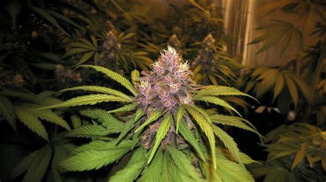 Birthday Cake Strain Secrets Unveiled