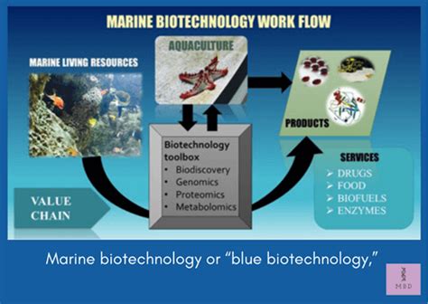 Explore Promising Jobs in Marine Biotechnology Today