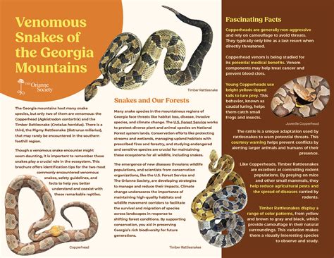 Georgia's Venomous Snakes: Surprising Dangers Revealed