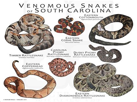 South Carolina Venomous Snakes: What You Need to Know