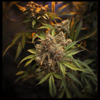 Space Cake Strain: Unveil Its Unique Potency